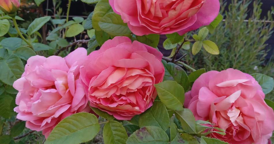 Roseraie de Gérenton@Brun Sylvie