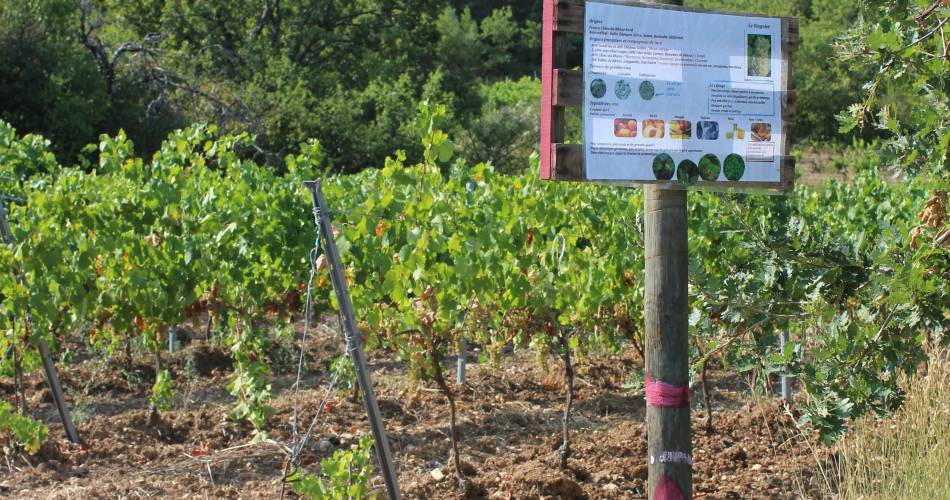 Vineyard trail - Domaine Les Touchines@Domaine les Touchines