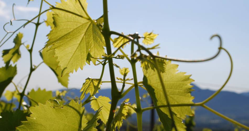Domaine des Auzières@Domaine des Auzières