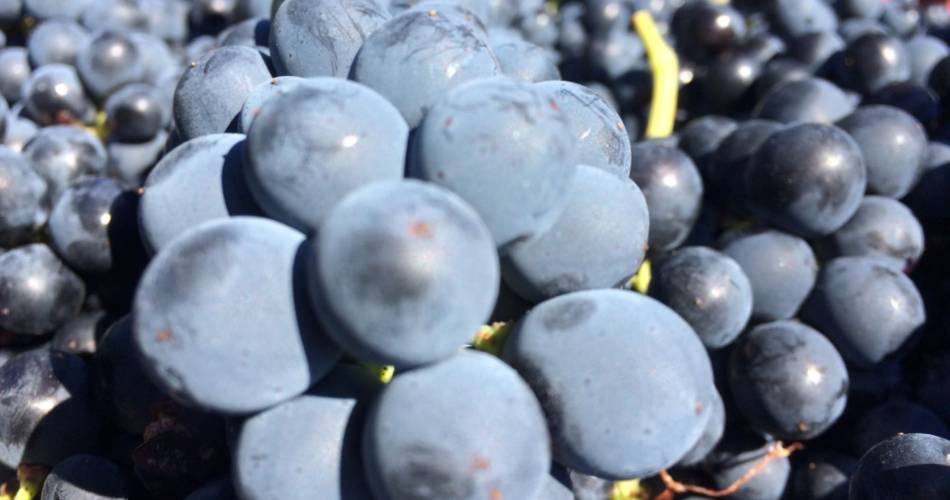 Domaine des Auzières@Domaine des Auzières