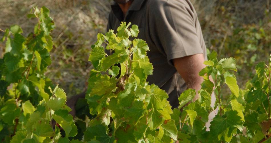 Domaine Combe Julière@Domaine Combe Julière