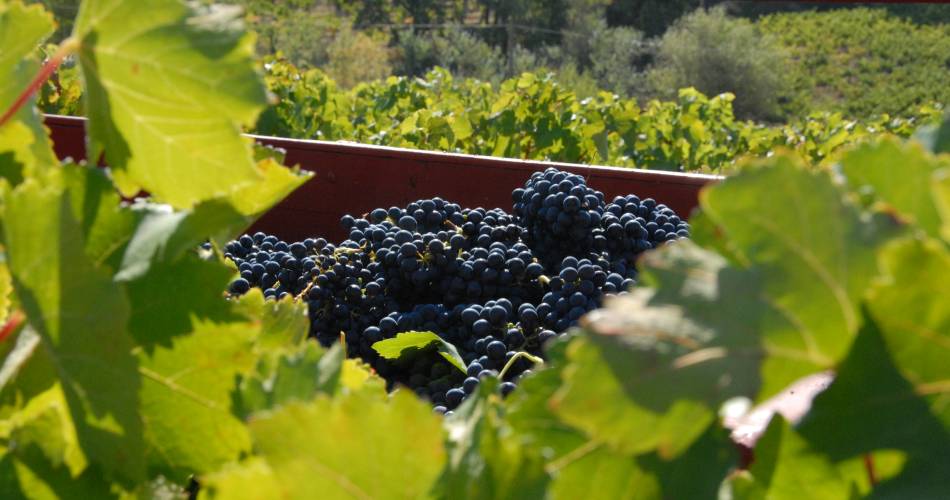 Domaine Combe Julière@Domaine Combe Julière