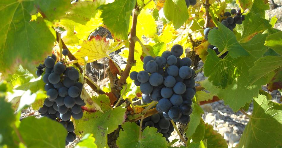 Domaine Bernard@Domaine Bernard