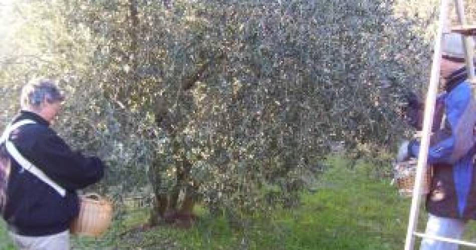 Maurel Gleyze olive grove@Oliveraie Maurel Gleyze