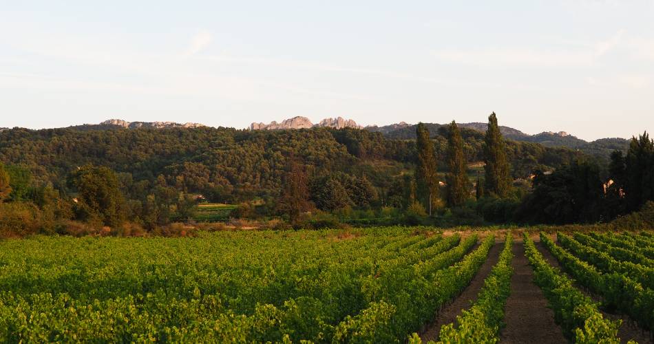 Visite du vignoble et de la cave - Domaine des Pasquiers@Domaine des Pasquiers