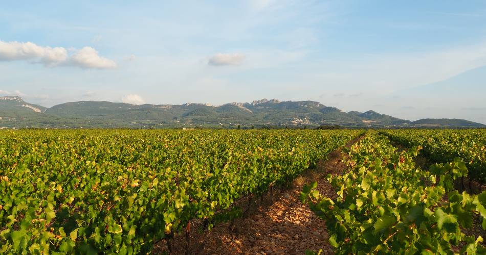 Visite du vignoble en 4x4 - Domaine des Pasquiers@Domaine des Pasquiers