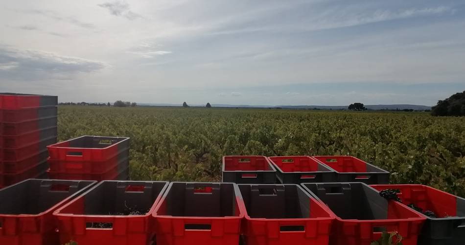 Domäne Wilfried@Domaine Wilfried