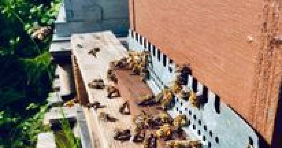 L'escale des abeilles@L'escale des abeilles Sarrians
