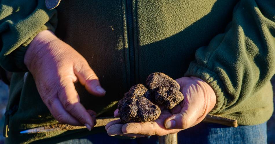 Jean-Marie Dutto - Trufficulteur@Photographies © Philippe Durand