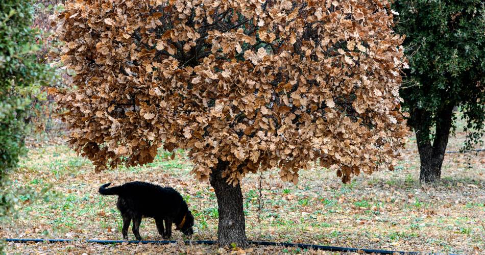 Jean-Marie Dutto - Trufficulteur@Photographies © Philippe Durand