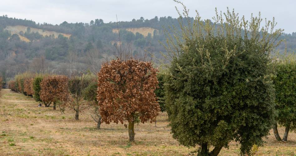 Jean-Marie Dutto - Trufficulteur@Photographies © Philippe Durand