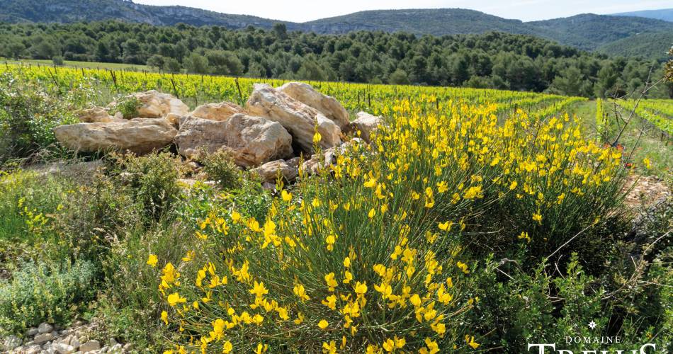 Domaine TréluS@Domaine Trélus