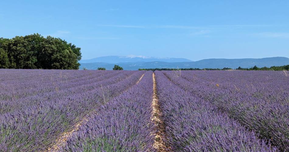 Provence is calling@Provence is calling