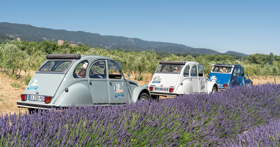 De lavendelervaring, een ware onderdompeling samen met de landbouwer, met Oh My Deuche@Oh My Deuche