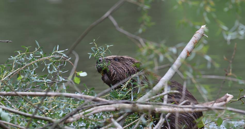 Sortie découverte avec Ecovirado - le castor : une rencontre crépusculaire@Ecovirado