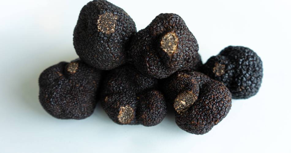 La Cigale et la Truffe@Géo Balme