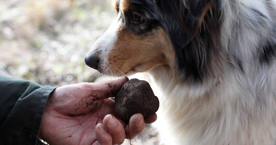 La Cigale et la Truffe@Géo Balme
