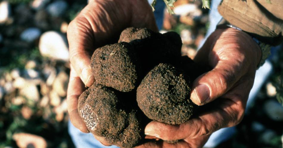 La Cigale et la Truffe@Géo Balme
