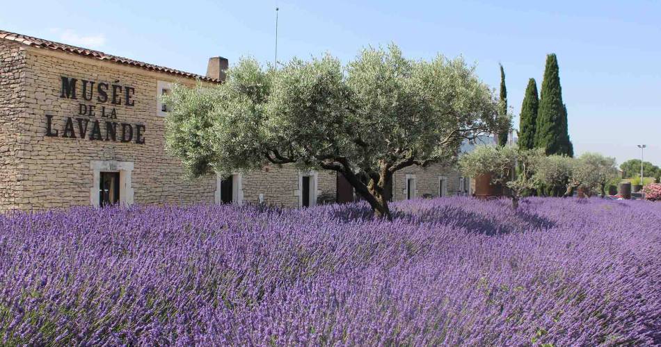 Journées Européennes du Patrimoine - au Musée de la Lavande@Musée de la Lavande Luberon