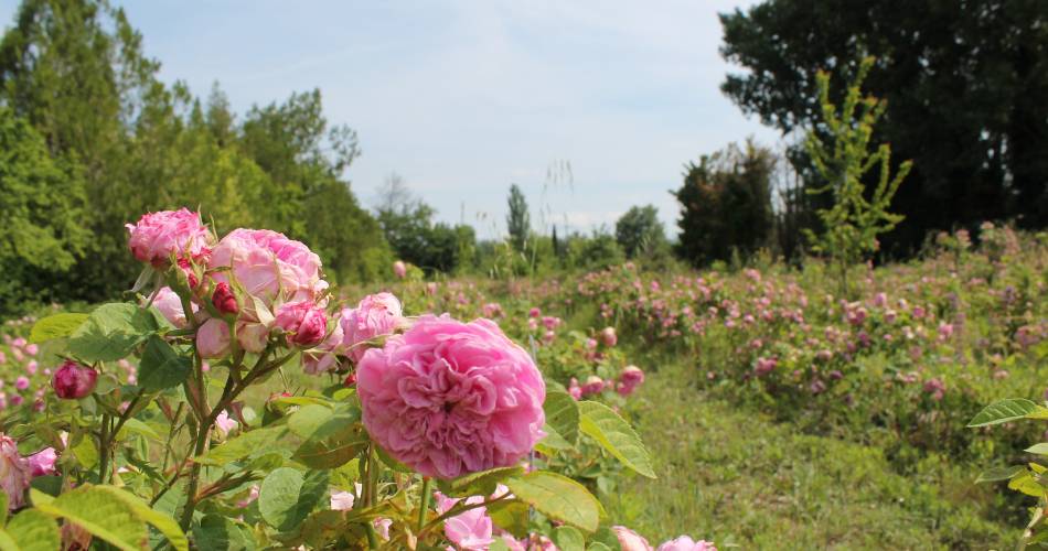 Rose and Scented Gardens@L'Isle sur la Sorgue Tourisme