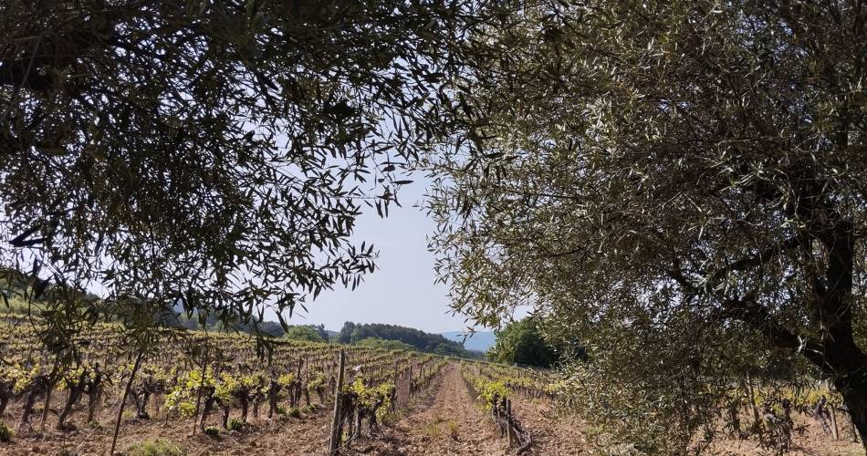 CADENET - LOURMARIN - D'un château à l'autre@©Coralie Calès - PNR Luberon