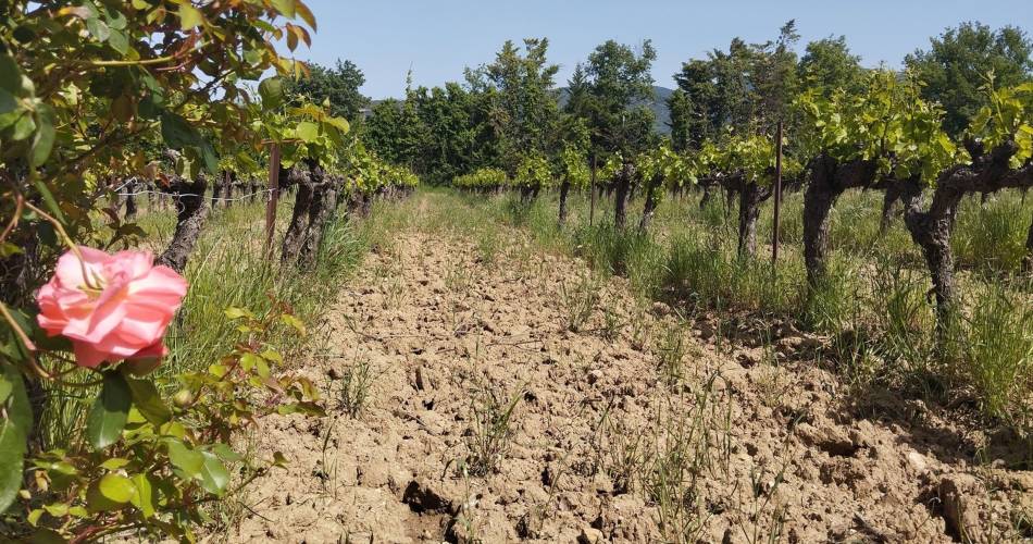 CADENET - LOURMARIN - D'un château à l'autre@©Coralie Calès - PNR Luberon