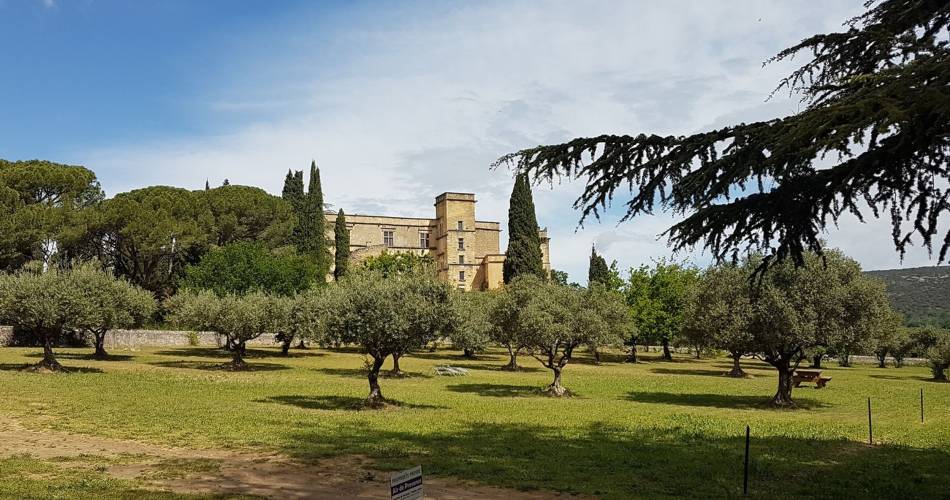 CADENET - LOURMARIN - D'un château à l'autre@©Tony Guarente - Cèdres