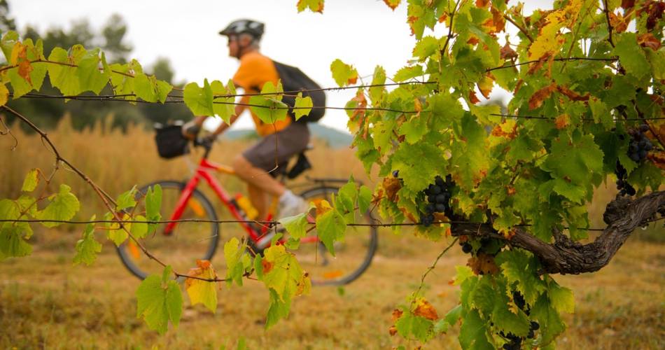 LA TOUR D'AIGUES - À vélo, la vigne au gré des saisons@Nelson Valbrun - Vélo Loisir Provence