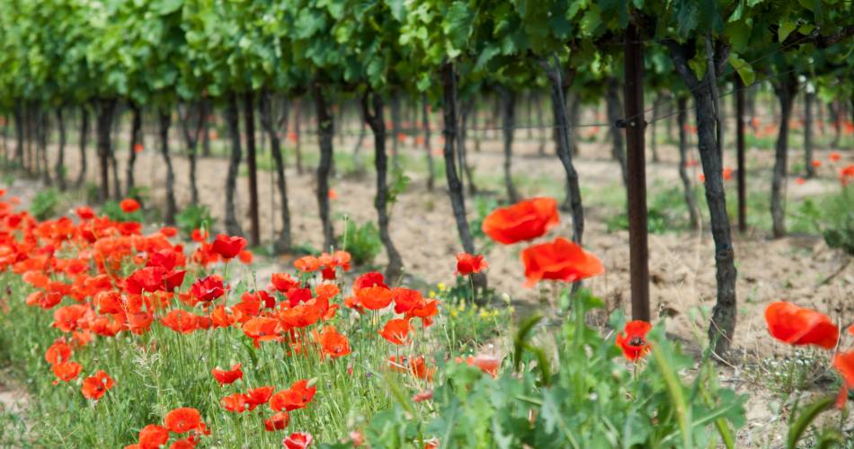 In the footsteps of the Garelle