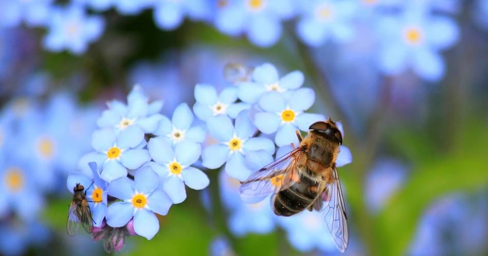 Journée de l'abeille et de la nature@Pixabay