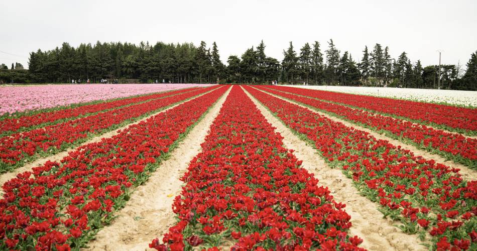 Les champs de tulipes@Poptourisme