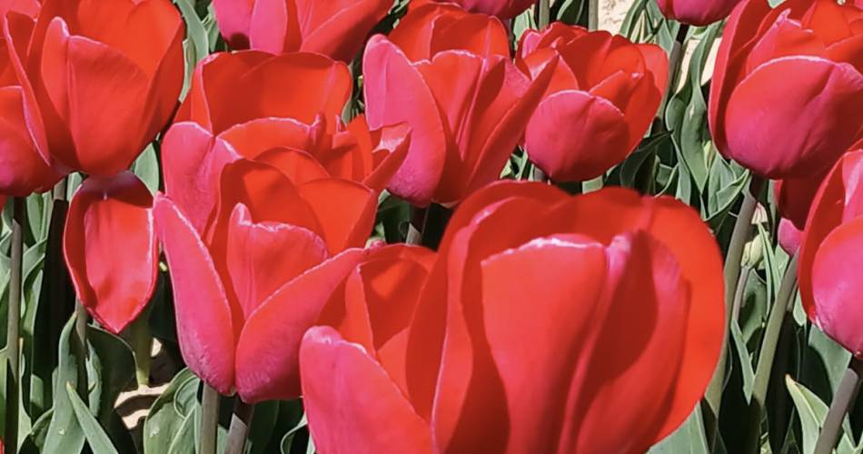 Les champs de tulipes@B.Delhomme