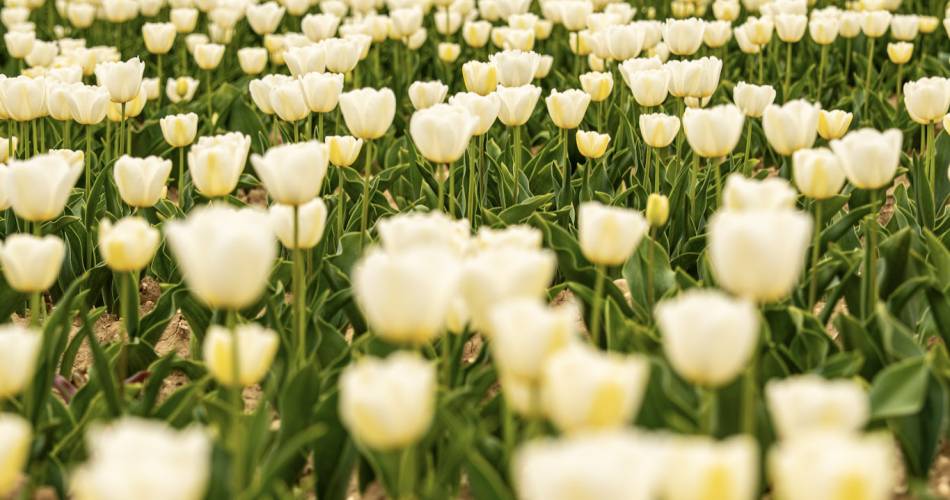 Les champs de tulipes@B.Delhomme