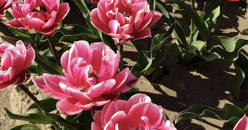 Les champs de tulipes@B.Delhomme