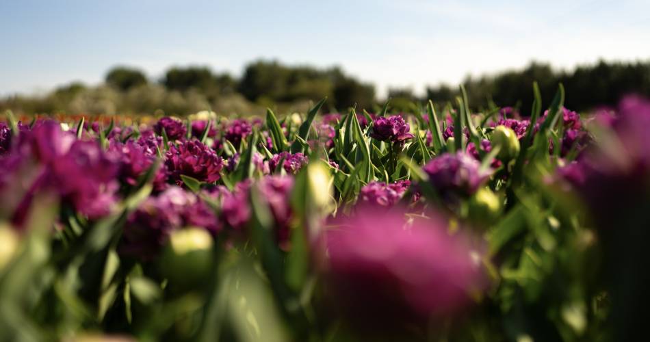 Les champs de tulipes@B.Delhomme