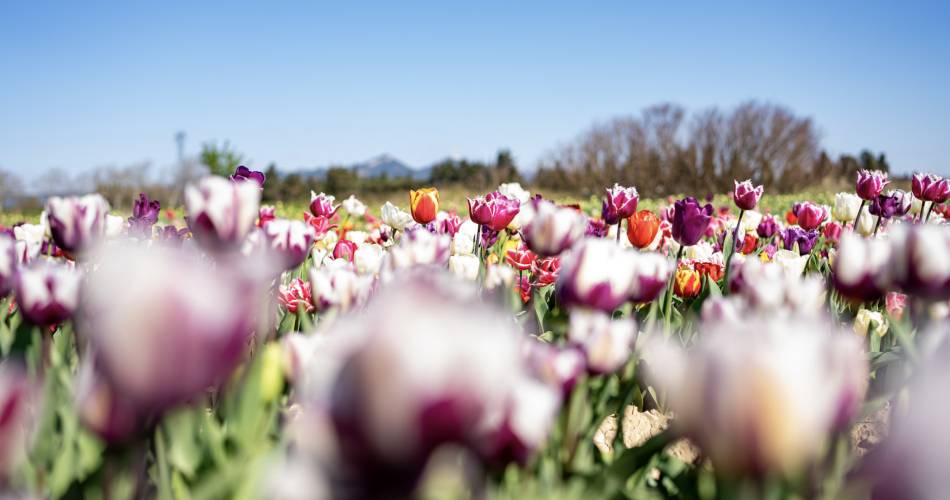 Les champs de tulipes@B.Delhomme