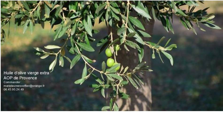 La Safranière et l'huile d'olive du Ventoux@mle