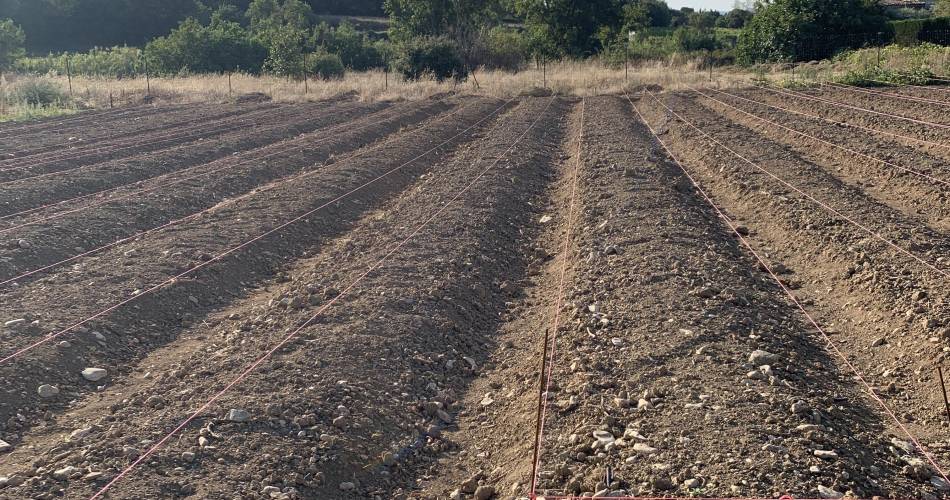 La Safranière et l'huile d'olive du Ventoux@mle