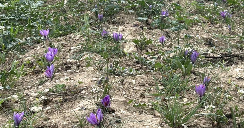 La Safranière et l'huile d'olive du Ventoux@mle