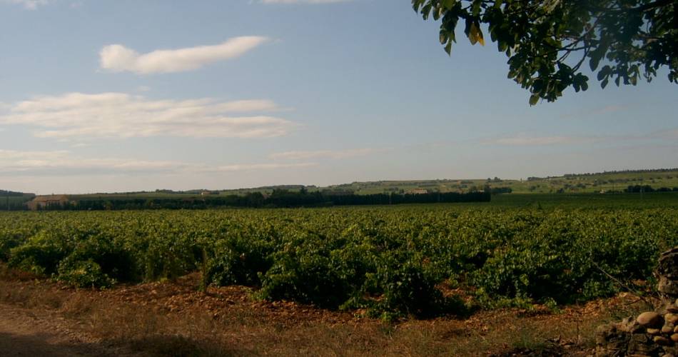 Domaine Patrice Magni@Patrice Magni