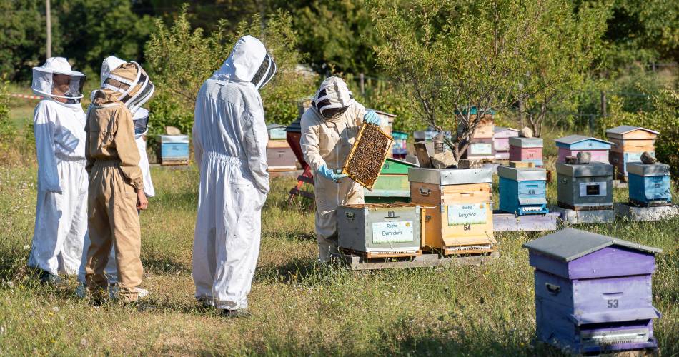Visite découverte du monde fascinant des abeilles@uberon Sud Tourisme