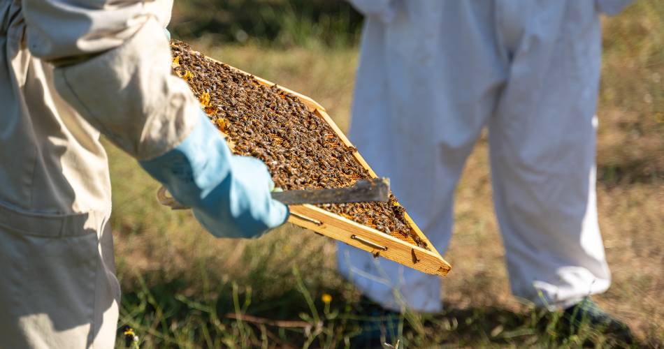 Visite découverte du monde fascinant des abeilles@Luberon Sud Tourisme