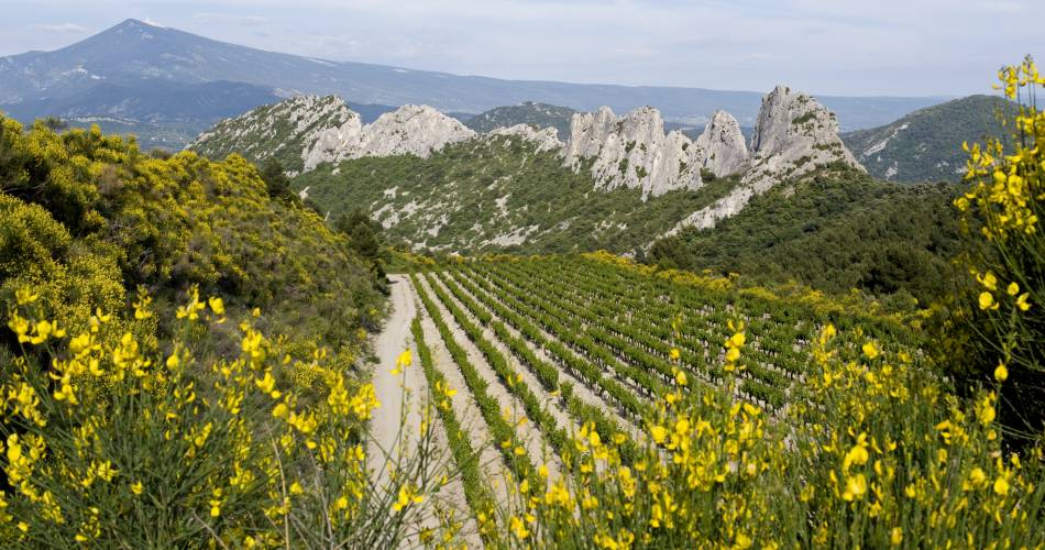 Escapade à Gigondas autour de 3 domaines@Ilka-Kramer