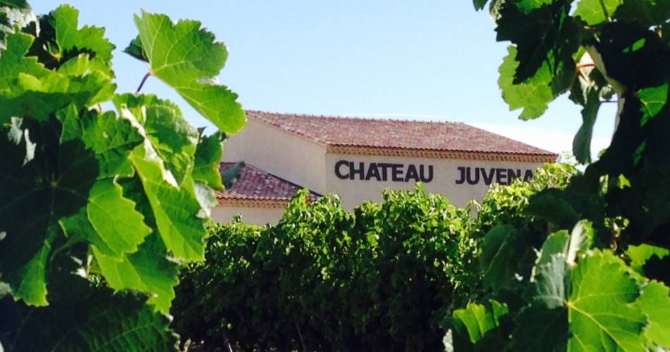 Initiation à la dégustation - Château Juvenal@Chateau Juvenal