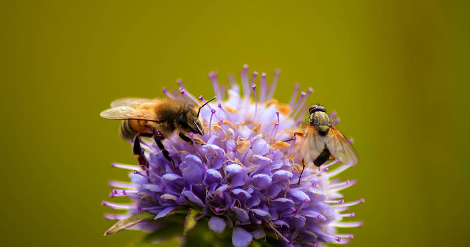 Les rendez-vous du Parc : Pollinisateurs sauvages - Conférence@©Noémie Lassauge