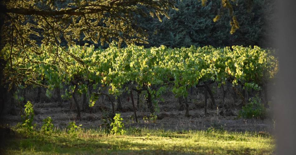 Balade printanière - De vigne en vigne@Château Saint-Pierre de Mejans