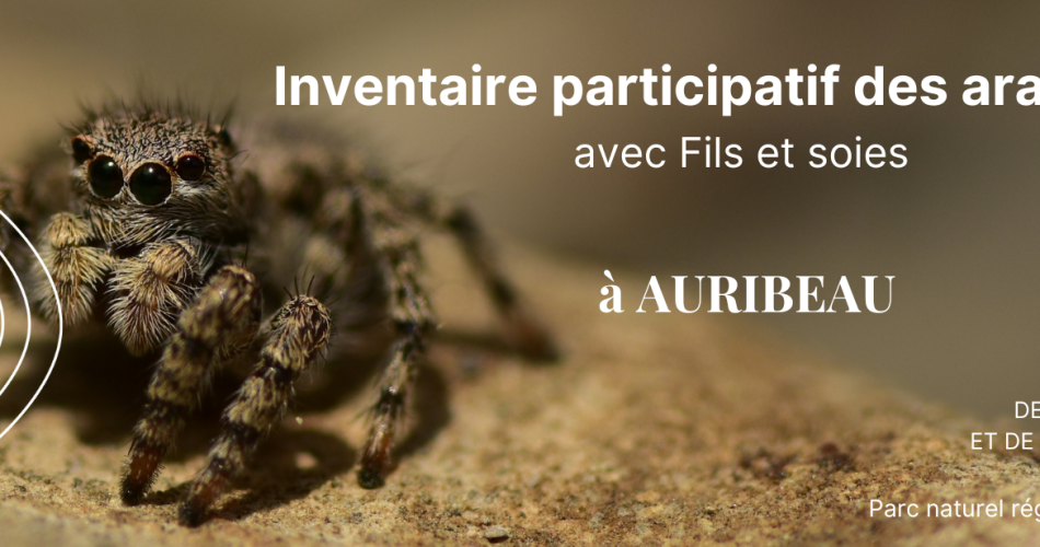 Inventaire participatif des araignées@© PNRL