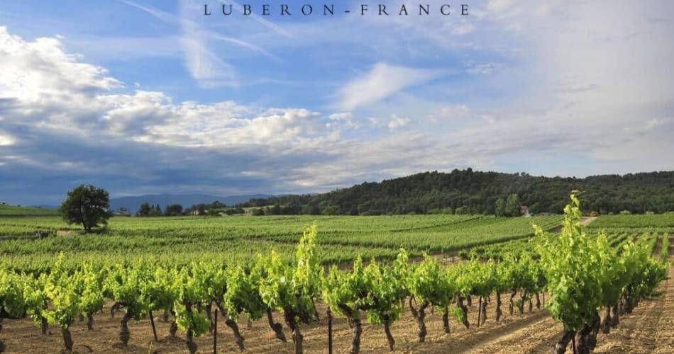 Les Sunsets Vignerons en Luberon au Domaine Le Novi à La Tour d'Aigues@Luberon Sud Tourisme