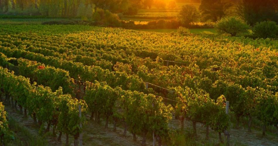 COMPLET: Sunsets Vignerons 2024 au Domaine de la Citadelle@citadelle