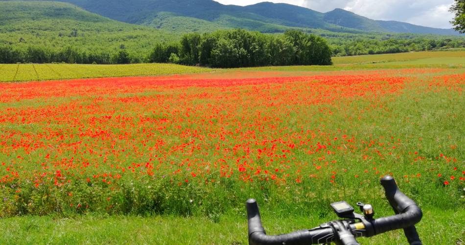 Corinne Guide Luberon@Corinne Mangeot